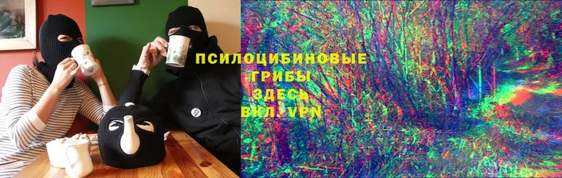 сколько стоит  Видное  Псилоцибиновые грибы Psilocybine cubensis 